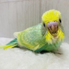 メロメロになっちゃうメロンカラー🍈🫧セキセイインコ(パステルカラーレインボー)✨