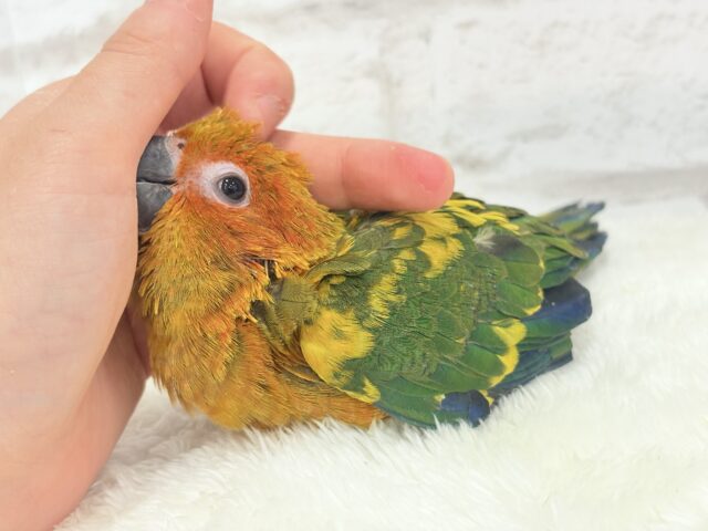 コガネメキシコインコ