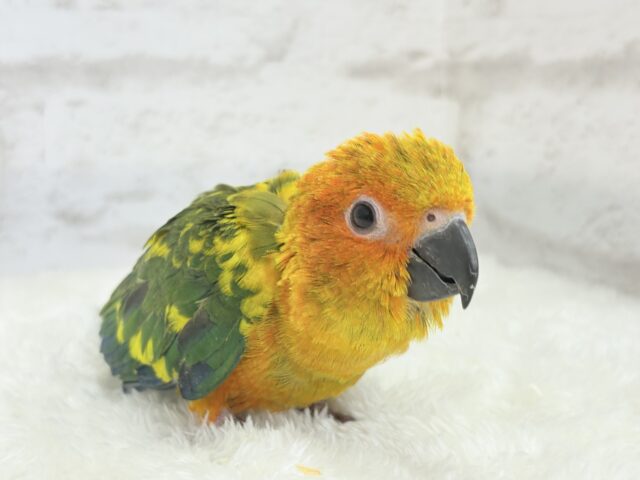 コガネメキシコインコ