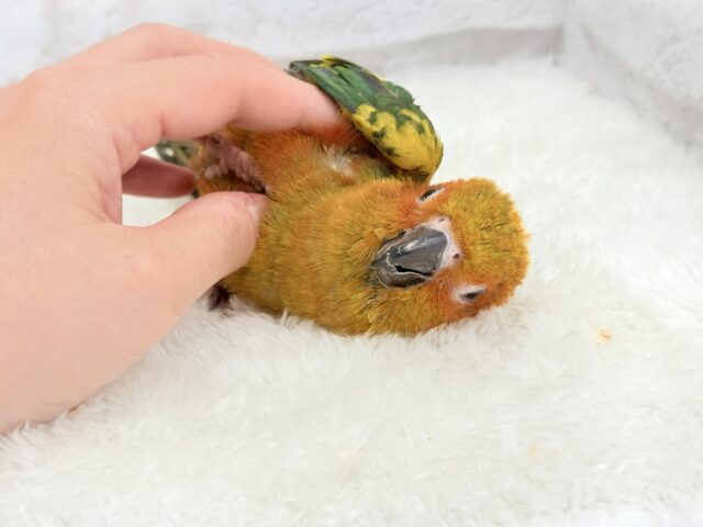 コガネメキシコインコ