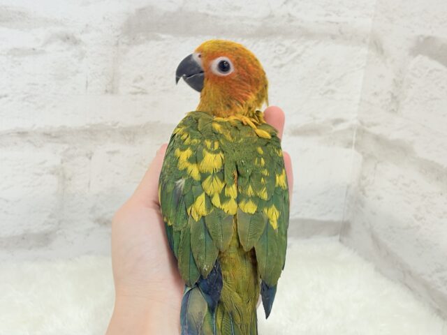 コガネメキシコインコ