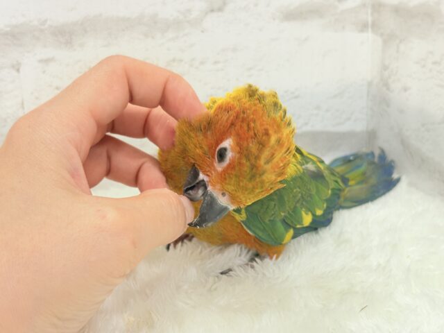 コガネメキシコインコ