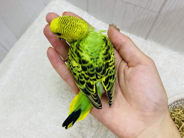 セキセイインコ