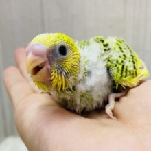ワタワタおぱんちゅでお出かけしましょ👒🤍セキセイインコ(パイド)