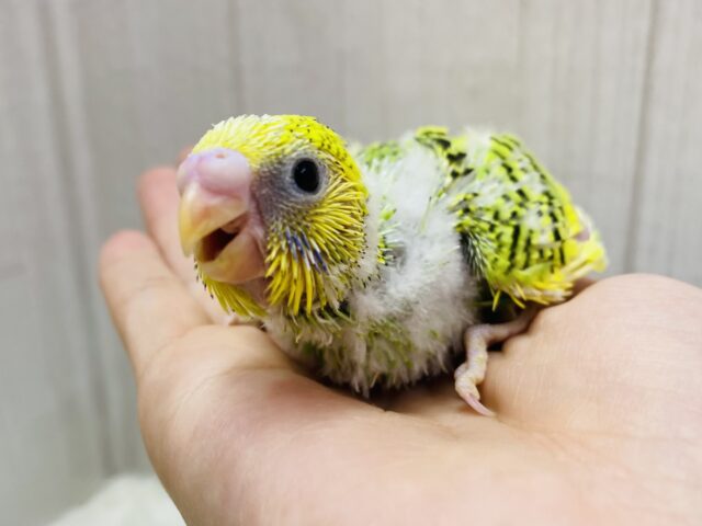 ワタワタおぱんちゅでお出かけしましょ👒🤍セキセイインコ(パイド)