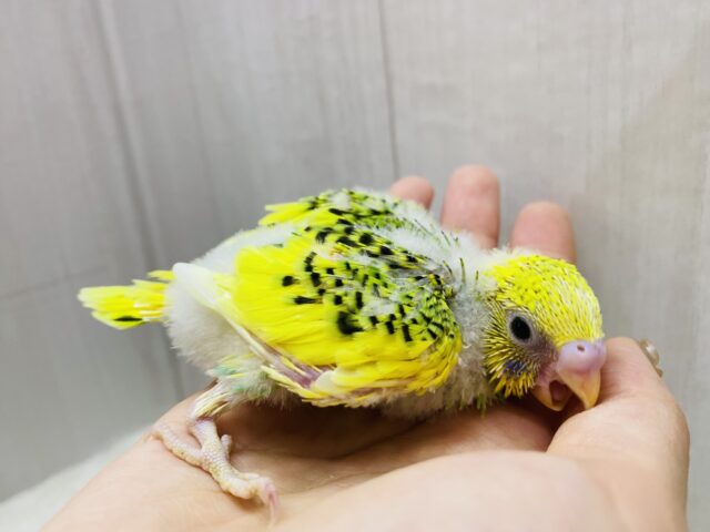 セキセイインコ