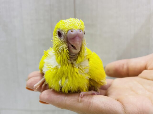 セキセイインコ