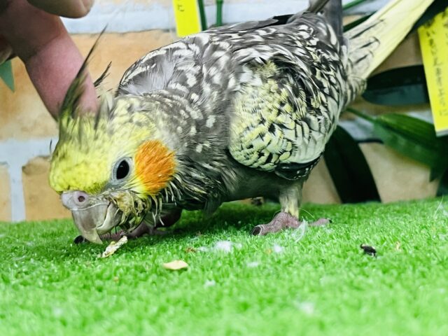 オカメインコ