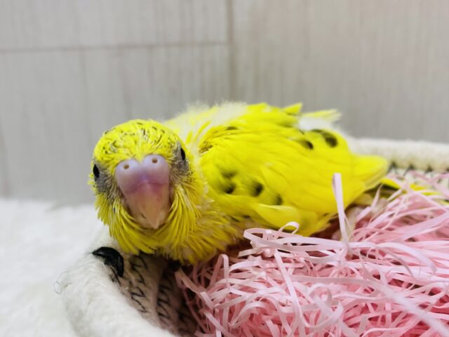 黒が少なめ🤔❓キリッとイケメン！！セキセイインコの黄ハルクイン💛