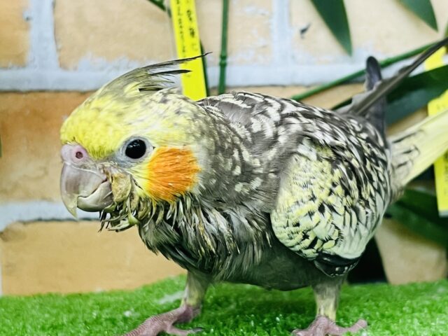 7/24更新☆たっくさん散りばめておきました✨オカメインコ(パール) 7/24更新☆たっくさん散りばめておきました✨オカメインコ(パール)
