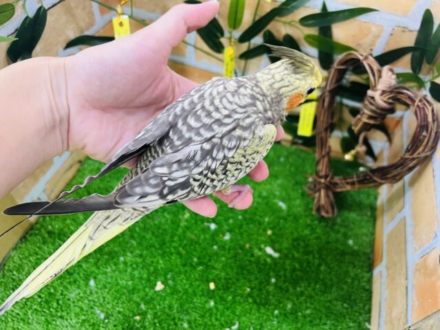 7/24更新☆たっくさん散りばめておきました✨オカメインコ(パール) オカメインコ