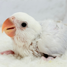 ふわっと🫧淡カラーベビ🐣🍬コザクラインコ(ダイリュートブルーバイオレットシナモンオパーリン) ヒナ