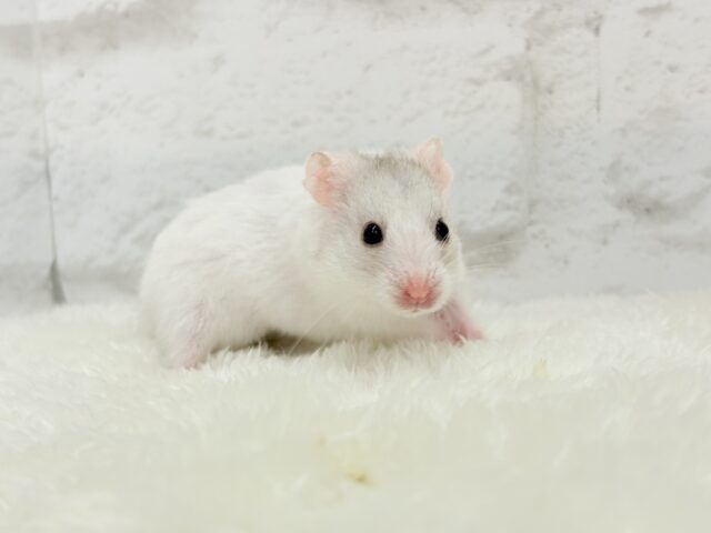ゴールデンハムスター