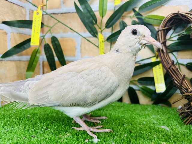 ジュズカケバト