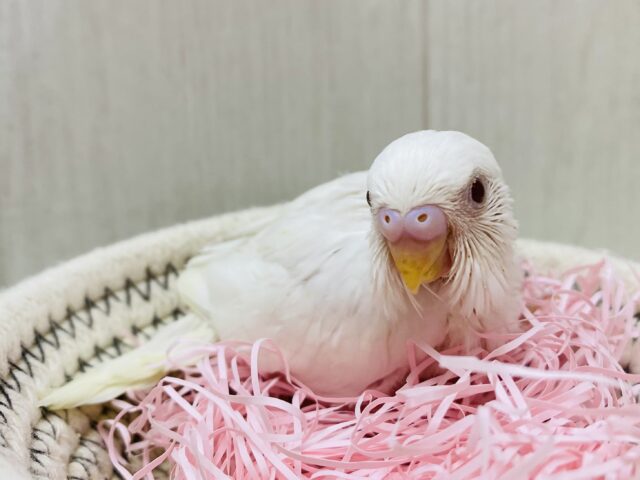 純白🫧🤍🪽𓂃ユキちゃんやって来ました！セキセイインコ(アルビノ)