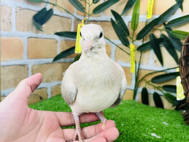 ジュズカケバト