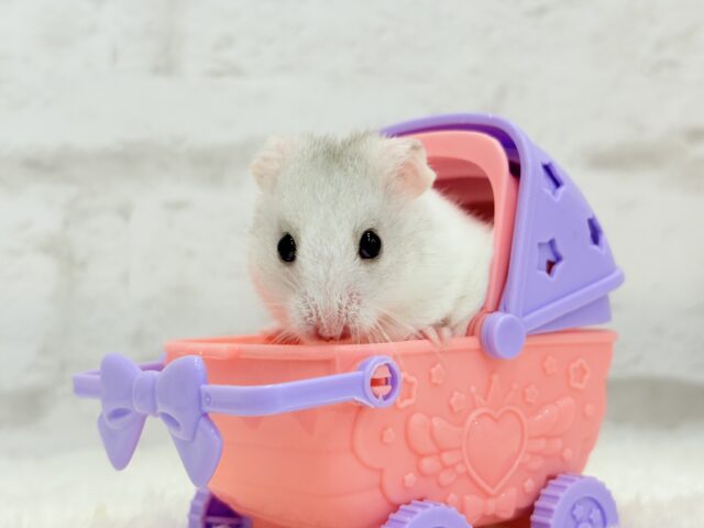 ゴールデンハムスター