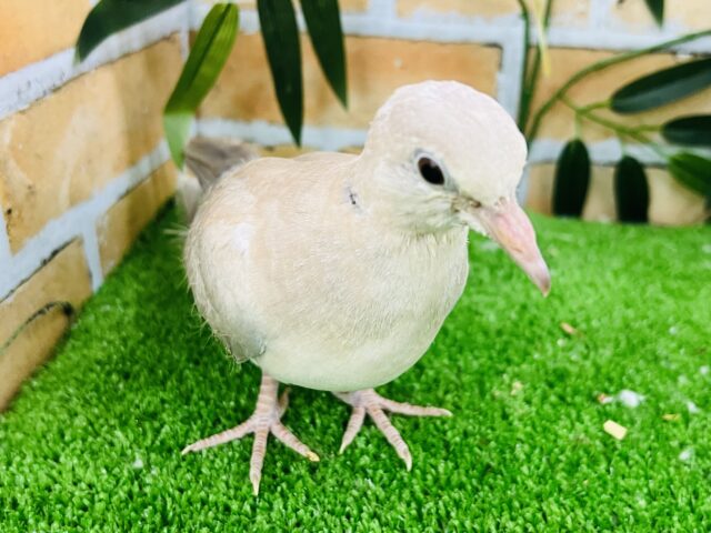 ジュズカケバト