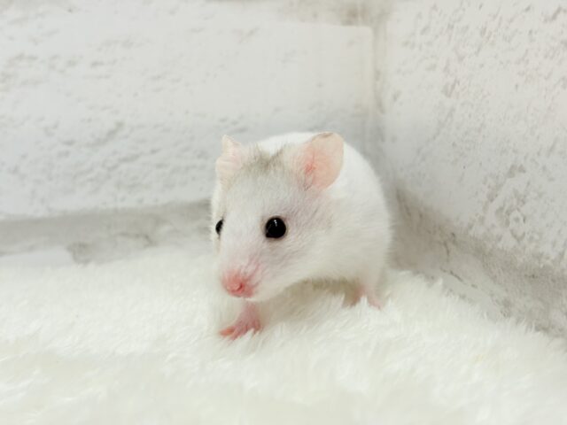 ゴールデンハムスター