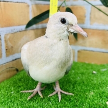 大人の階段を駆け足で登っています！ジュズカケバトの若🔰