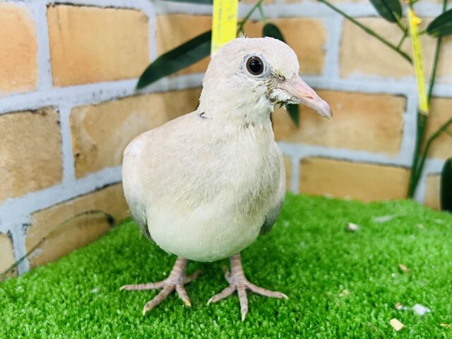 大人の階段を駆け足で登っています！ジュズカケバトの若🔰