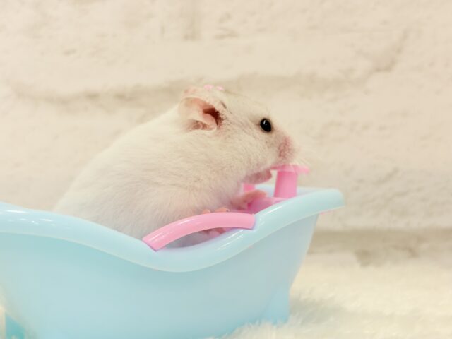 ゴールデンハムスター