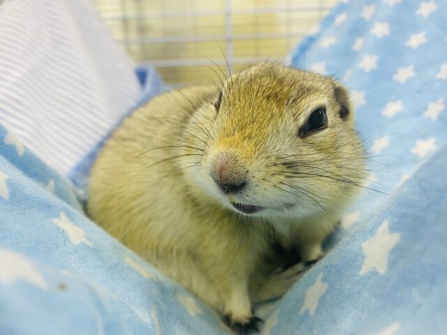 リチャードソンジリス