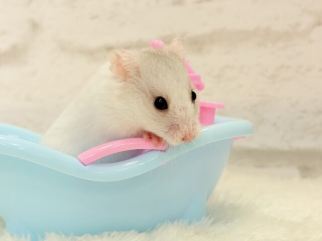 ゴールデンハムスター