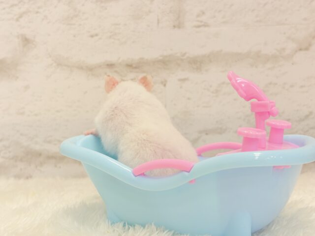 ゴールデンハムスター