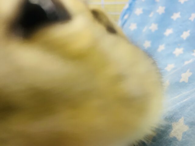 リチャードソンジリス