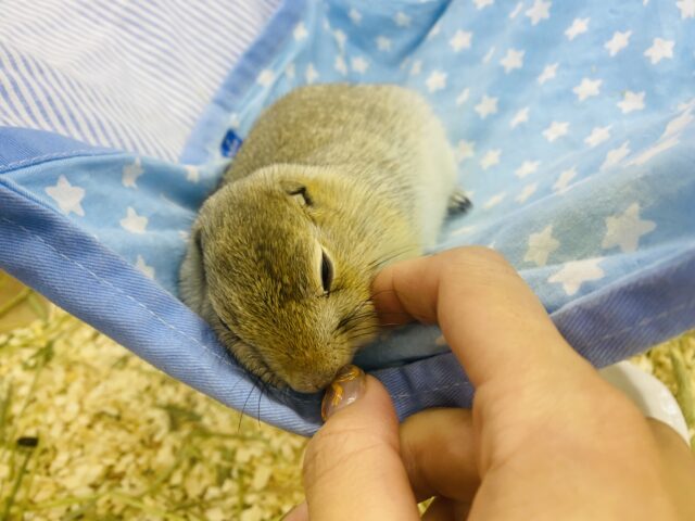 リチャードソンジリス