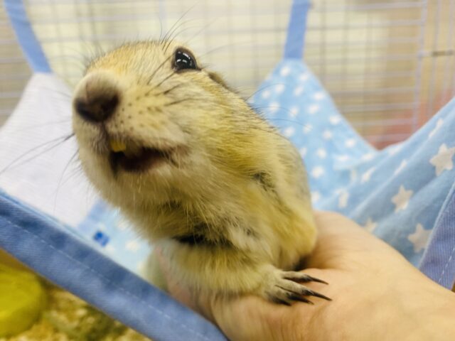 リチャードソンジリス