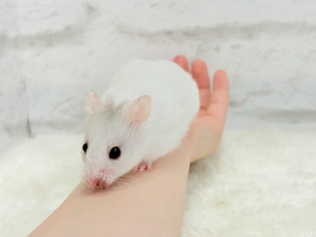 ゴールデンハムスター