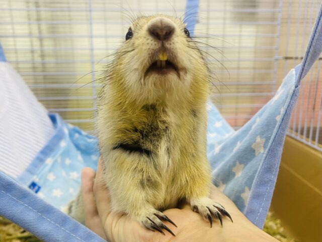 手にぴとっ💕が大好きなんです☺️甘えん坊なリチャードソンジリス💙