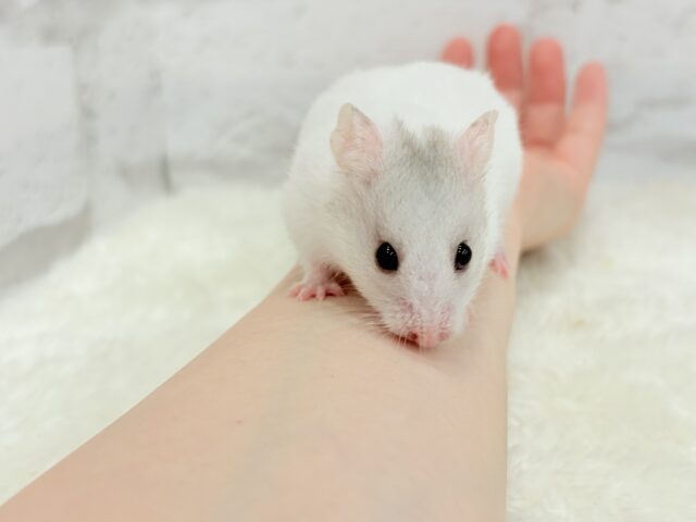 ゴールデンハムスター