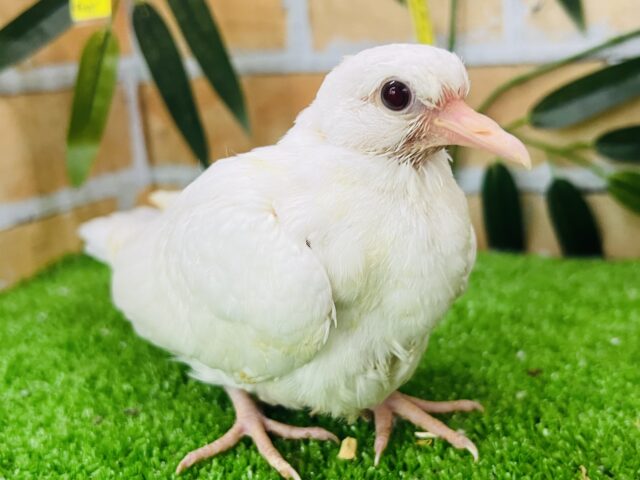 うるうる瞳のピュアなギンバト入舎しました♡