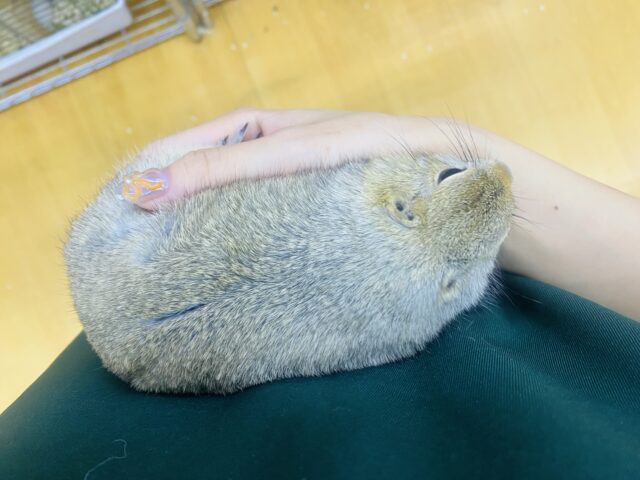 リチャードソンジリス