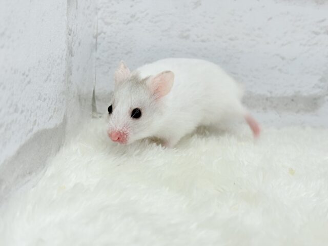 ゴールデンハムスター