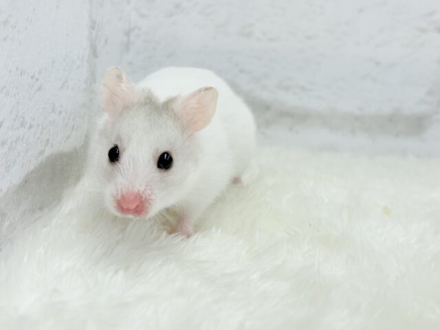 ゴールデンハムスター