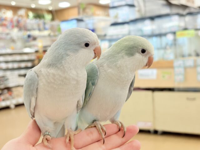 オキナインコ