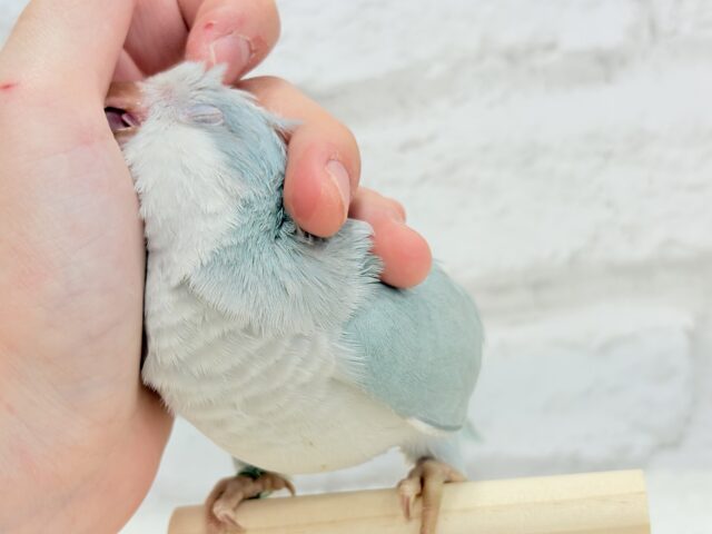 オキナインコ