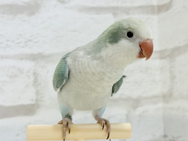 オキナインコ