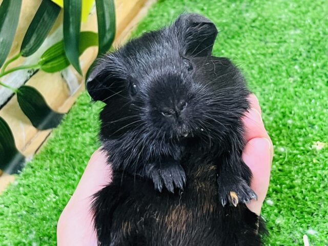 ロシアンモルモット