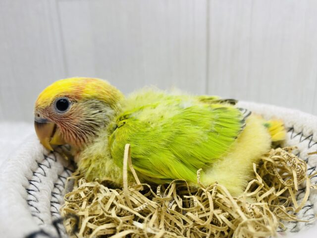 コザクラインコ（小桜インコ）