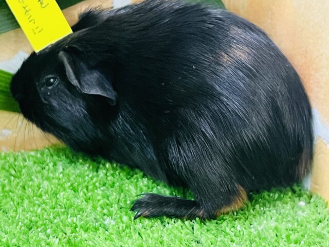 ロシアンモルモット