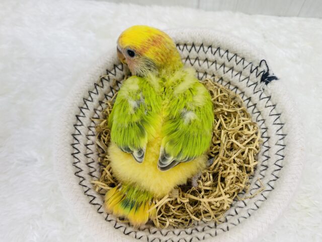 コザクラインコ（小桜インコ）