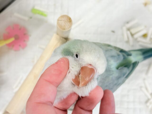 オキナインコ