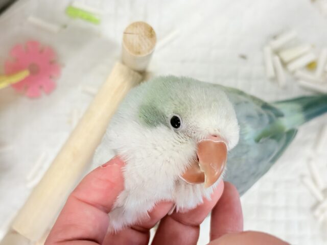 オキナインコ