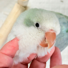【動画更新🪄ひとり餌になりました！】頭もふっ♡元気っ子♩♩オキナインコ(アクアブルーオパーリン) ヒナ