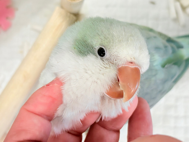 【動画更新🪄ひとり餌になりました！】頭もふっ♡元気っ子♩♩オキナインコ(アクアブルーオパーリン) ヒナ